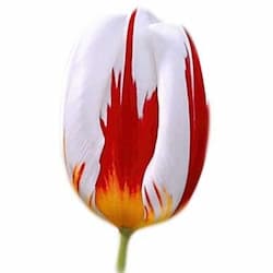 Red and white tulip, GardeningCalendar icon