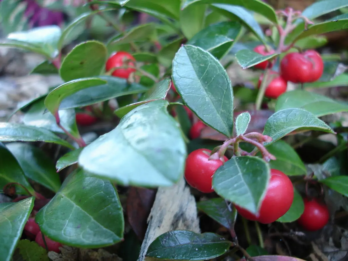 How to Grow and Care for Wintergreen