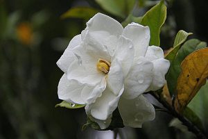 White gardenia flower