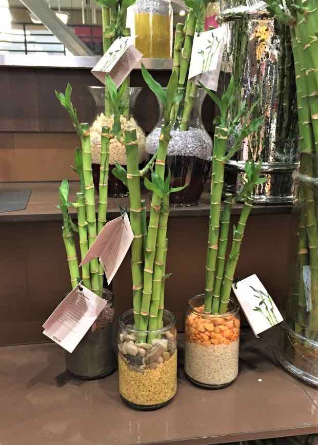 3 lucky bamboo in clear jars