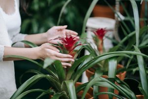 Person Holding a Bromeliad Red Flower