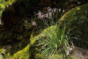 A small patch of Nodding Onion in a hillside