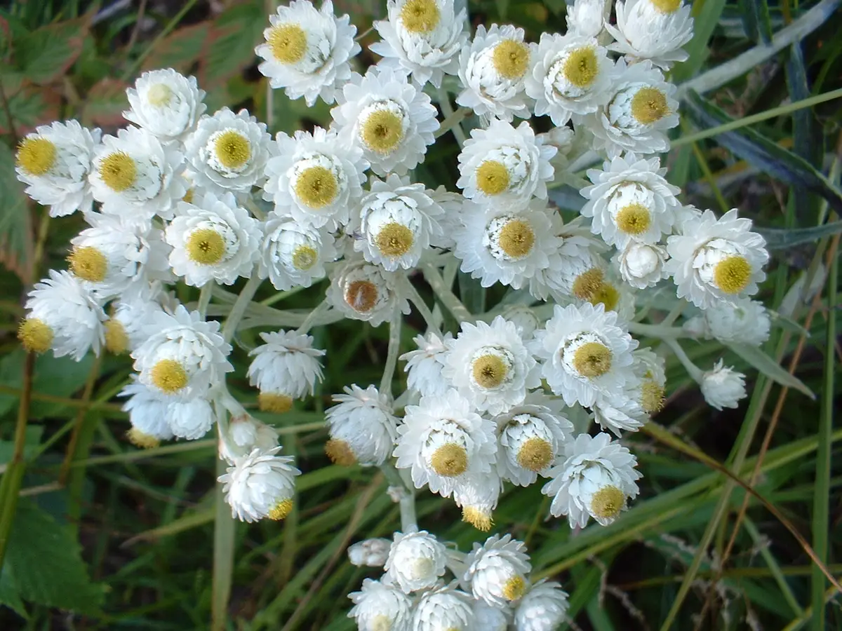 A cluster of pearly everlasting yellow flowers with white petals