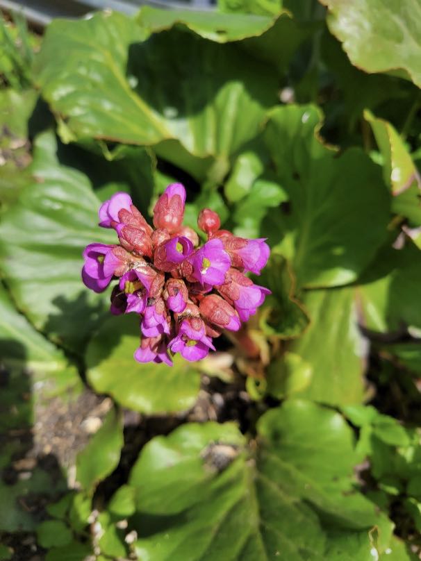 A pink and purple bergenia flower