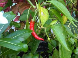 Capsicum annuum cubanelle pepper growing on its plant