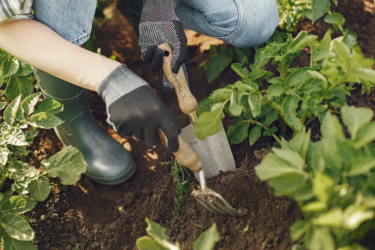 Close up of person gardening