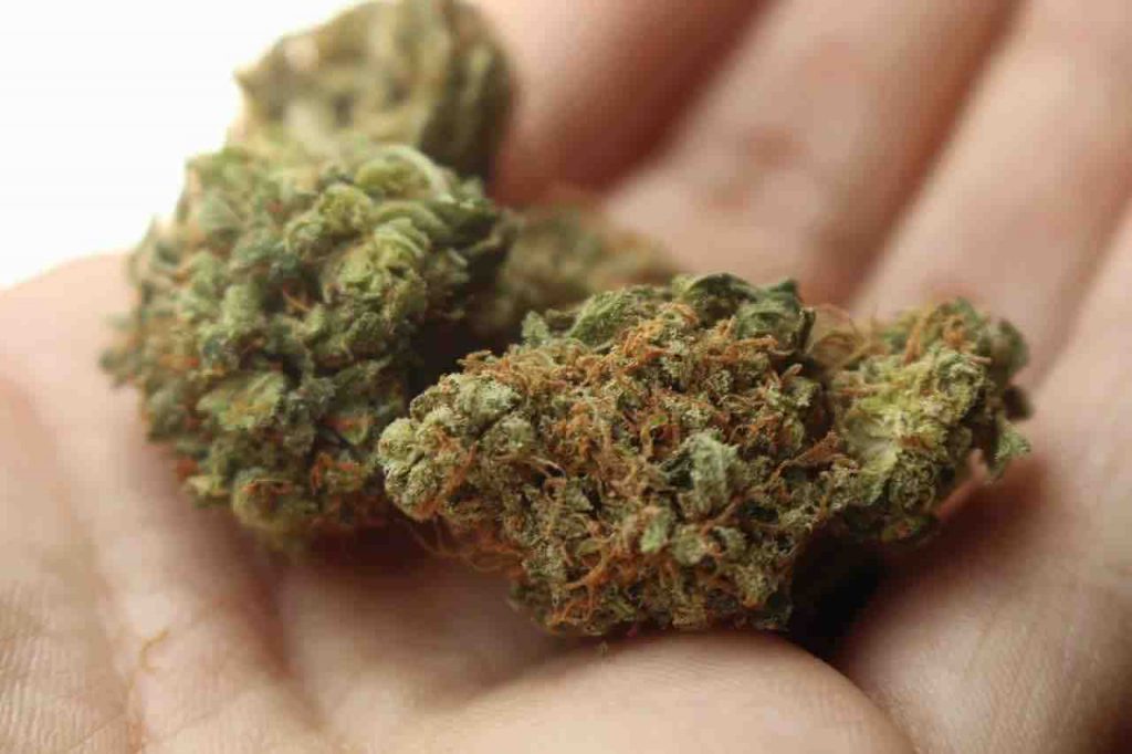 A cannabis strain held in the palm of a hand