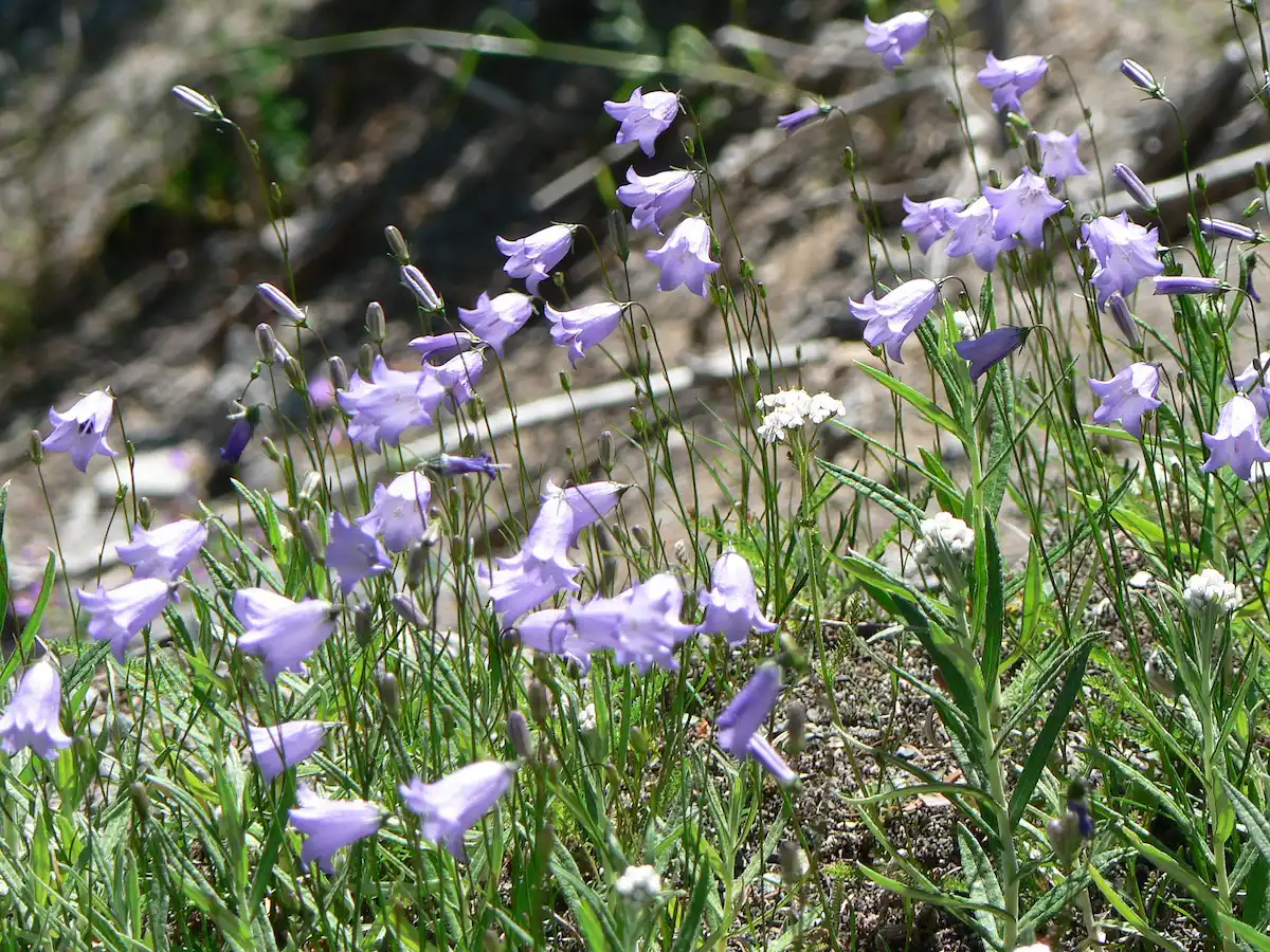 How to Grow the Delicate Harebell