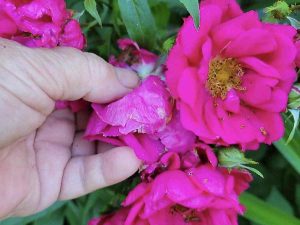 A hand inthe process of deadheading a rose
