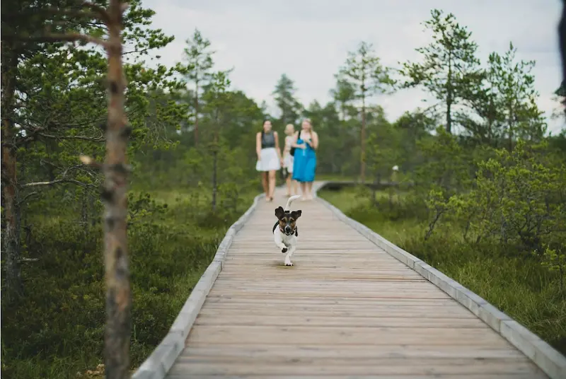 A boardwalk with asmall dog and tree girls
