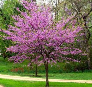 A Eastern Redbud tree in full bloom