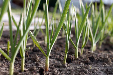 Rows of young garlic shoots growing in a vegetable garden