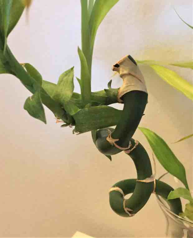 A close up of twisting and turning Lucky Bamboo stem