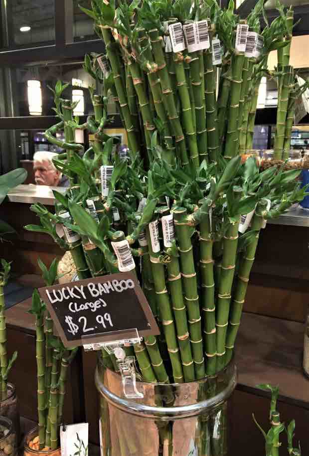 Lucky Bamboo in store display
