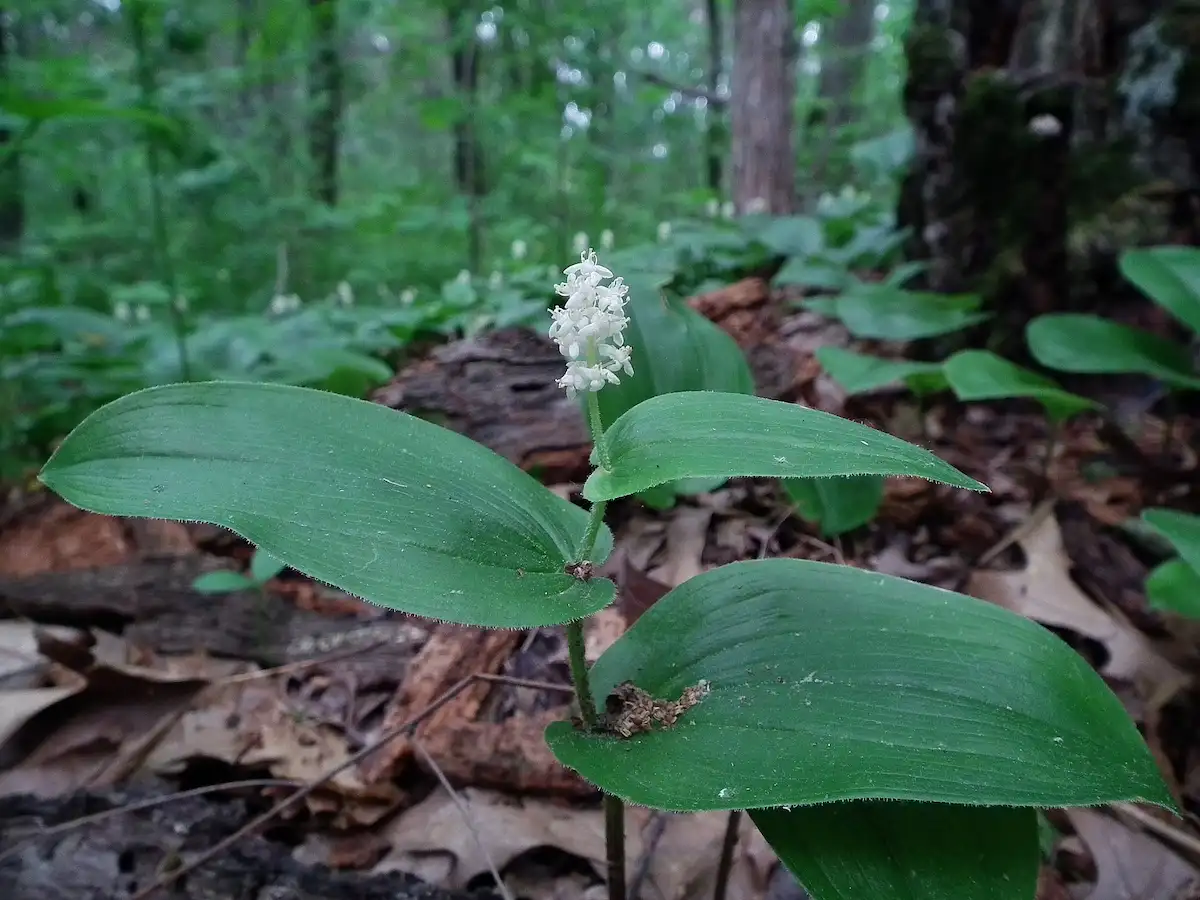 Canada Mayflower plant, leaf and flower in a forest