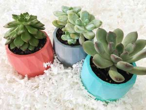 three mini succulents in small pots