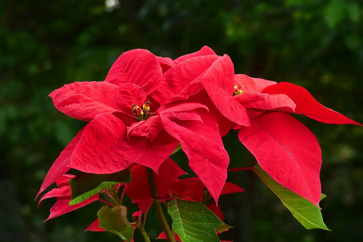 The Beauty of the Poinsettia Plant