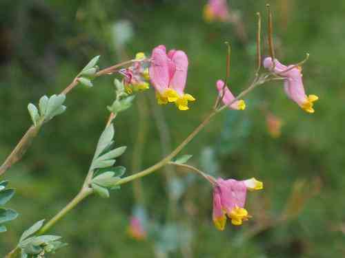 Pink and yellow pale corydalis flowers