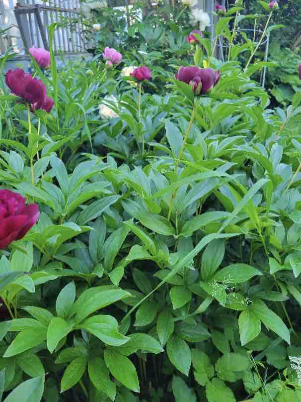 Peonies are Companion Plants for Vegetables