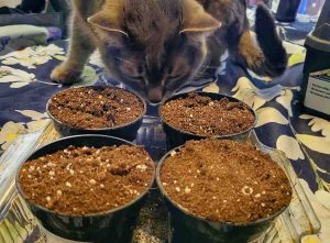 Pepper seeds in pots with a cat looking in