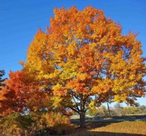 A mature Red Oak in the fall, with orange and yellow leaves