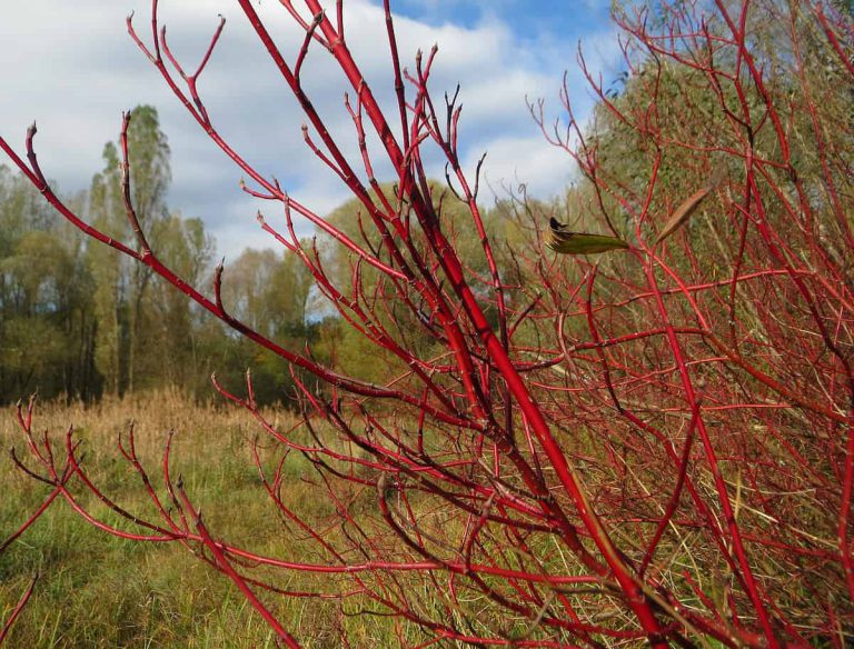 January Plant of the Month: Red Osier Dogwood