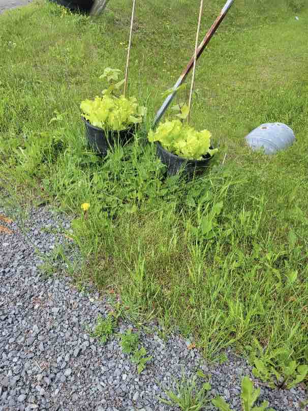 Lettuce pots next to the road