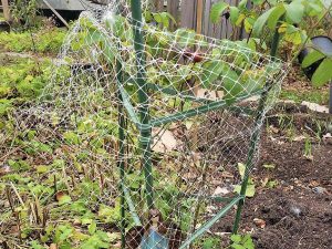 Rosa Mundi is covered by netting and is ready for winter snow