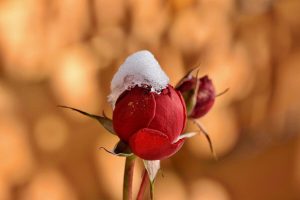 A rosebud with an early winter snow on it