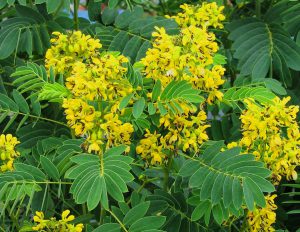 Yellow Wild Senna hebecarpa Flower bush