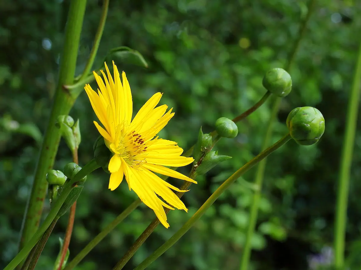 The bright yellow flower of the Silphium terebinthinaceum