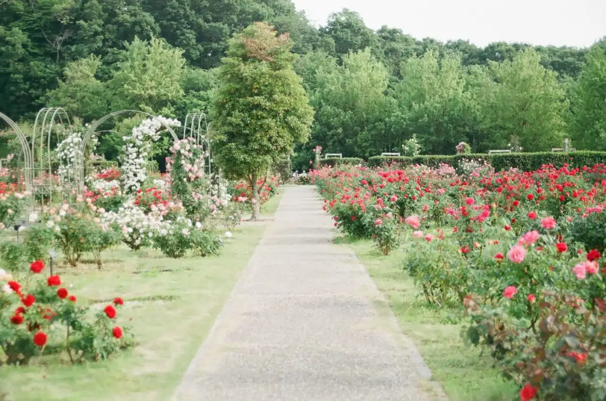Photo of a walkway through a garden of rose bushes