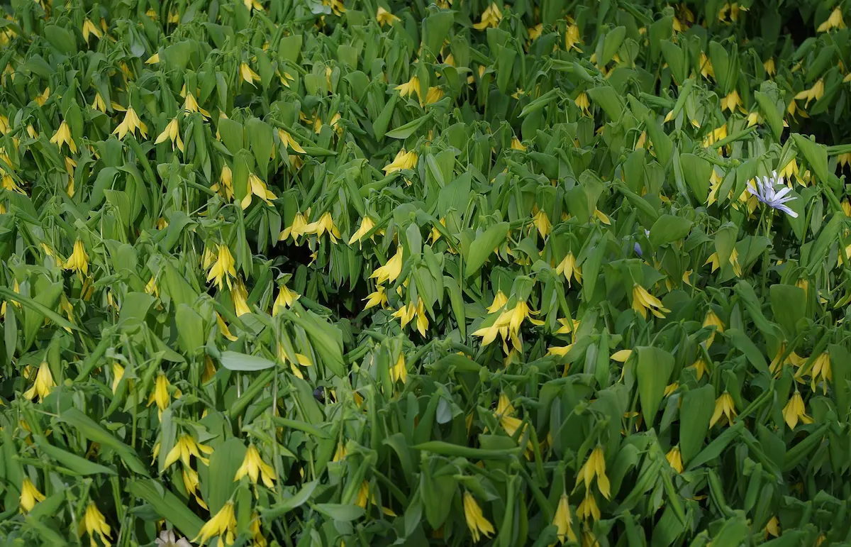 a patch of bellwort flowers as groundcover