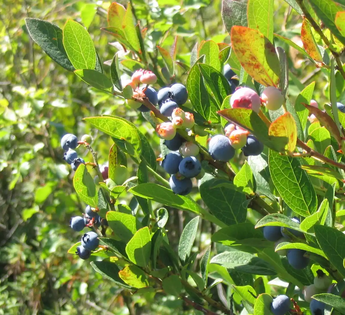 How to Grow Highbush Blueberries