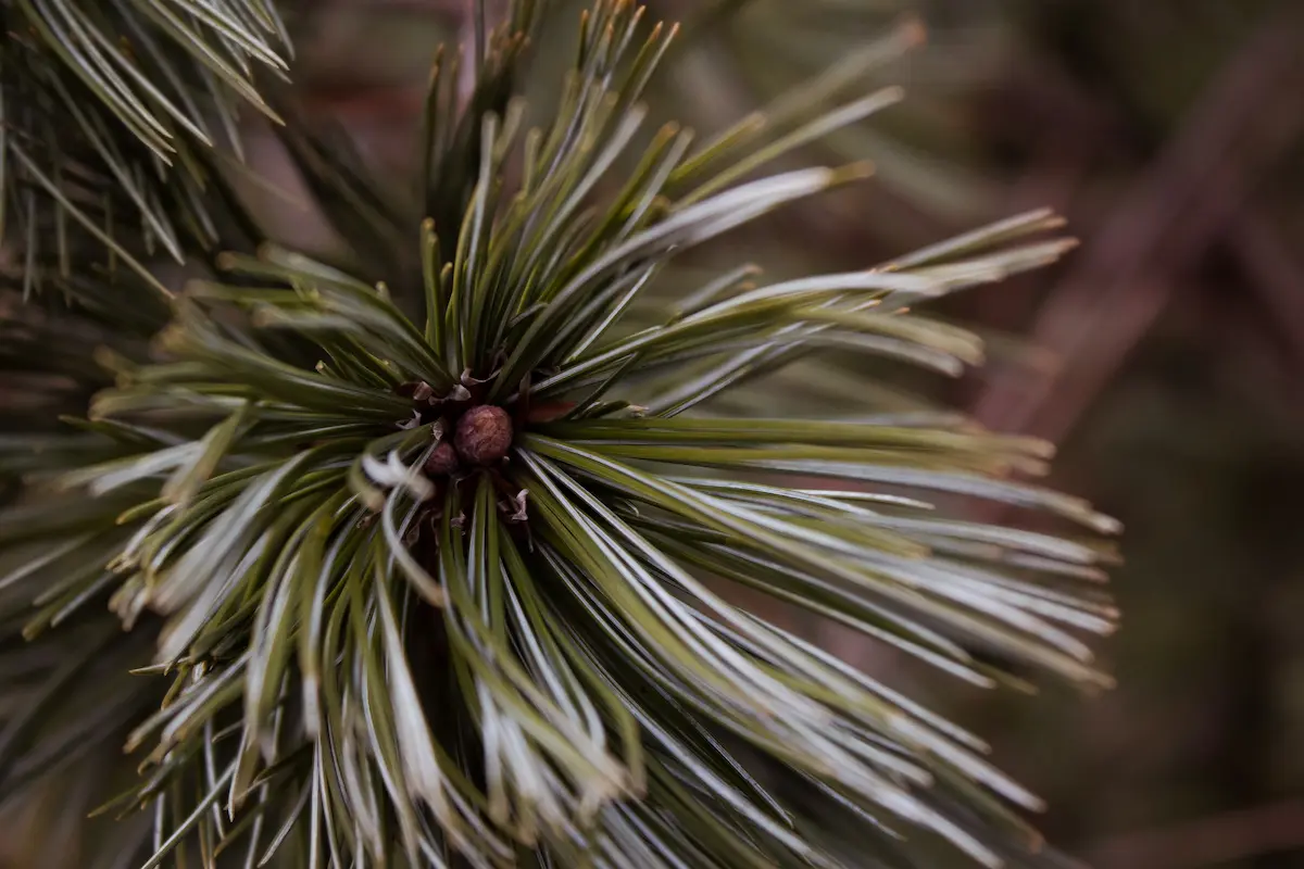 A close up of white pine needles