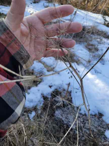   Getting rid of the wild parsnip 