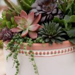 A succulent arrangement in a pot or container
