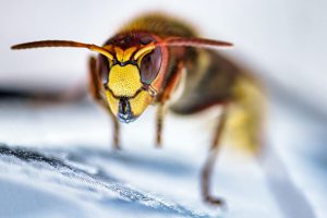 A close up of the face and eyes of a wasp on white textile