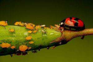 A dozen or more aphids with a red and black ladybug on green leaf