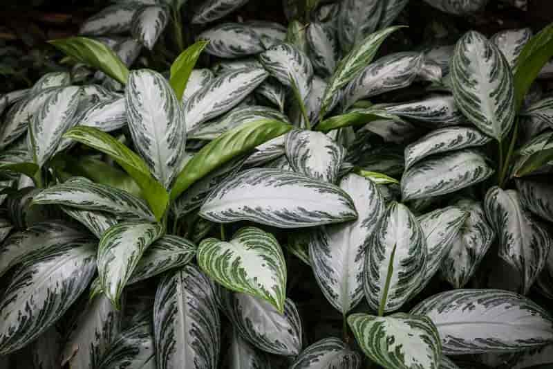 leaves of Aglaonema - Chinese evergreen