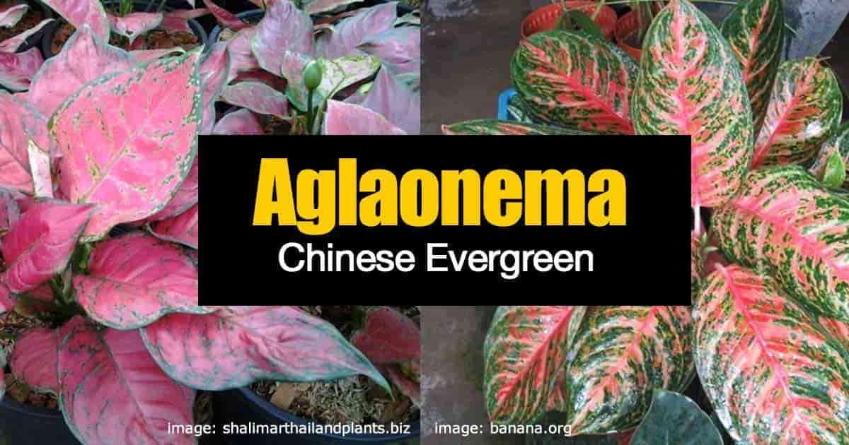 Two bright coloured aglaonema Chinese evergreen plants