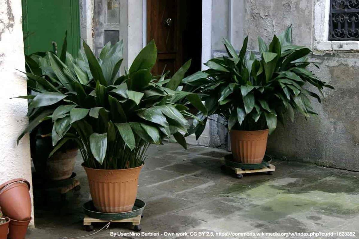 aspidistra - cast iron plant at front entry