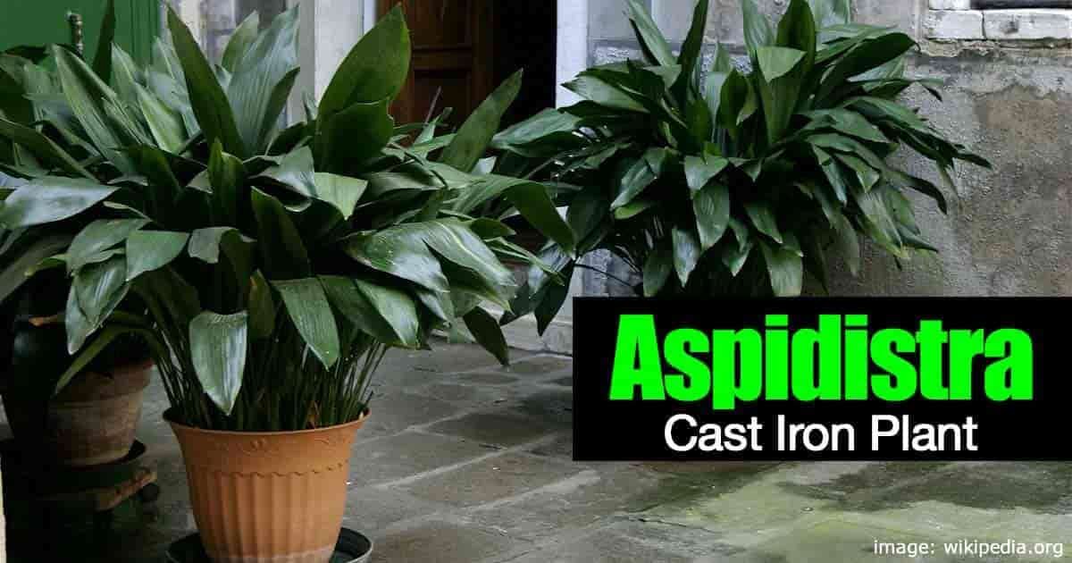 A very healthy Aspidistra Cast Iron Plant