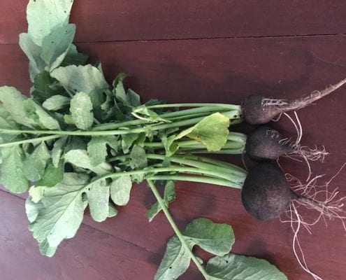 Three newly pulled dark radishes