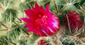 Cactus with one bright red flower