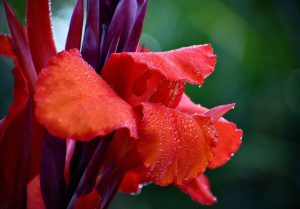 A close up photo of a red Canna Lily flower