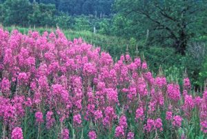 A patch of Fireweed on a hill in the countryside