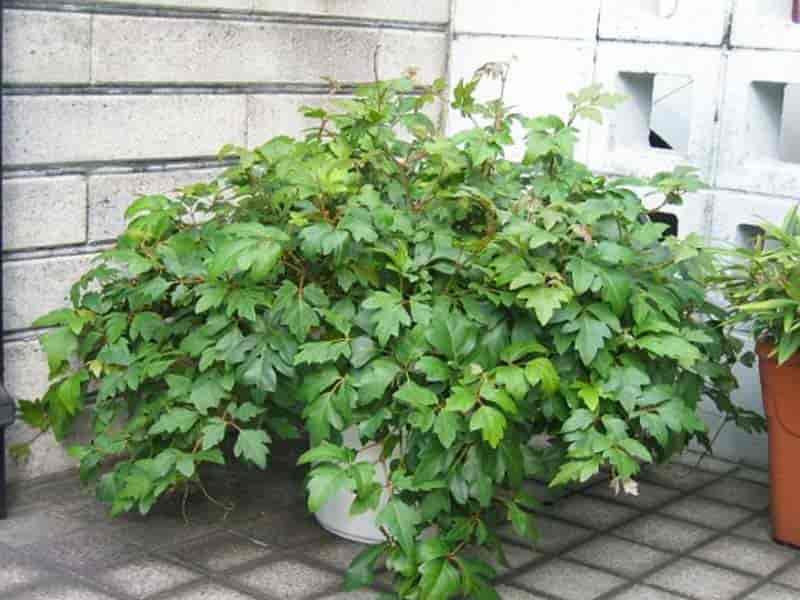 potted cissus rhombifolia - grape ivy