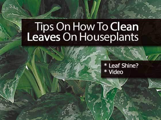 aglaonema with clean leaves houseplants