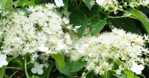 A close up of a climbing hydrangea with white flowers